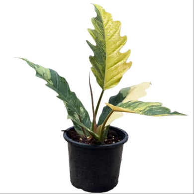 Philodendron Caramel Marble variegated with deeply lobed leaves and marbled caramel, yellow, and green variegation in a black pot