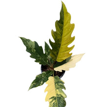 Load image into Gallery viewer, Philodendron Caramel Marble variegated with deeply lobed leaves and marbled caramel, yellow, and green variegation in a black pot
