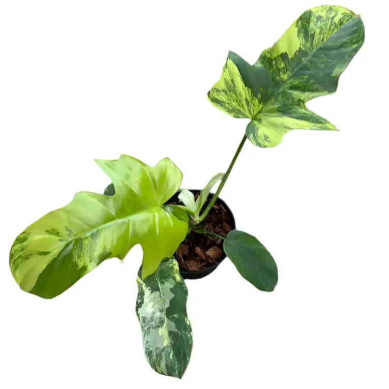 Philodendron Florida Beauty x Distantilobum variegated with lobed green and yellow marbled leaves in a pot