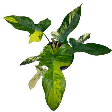 Philodendron (Florida Beauty x Mayoi) variegated with bright yellow and green marbled leaves.
