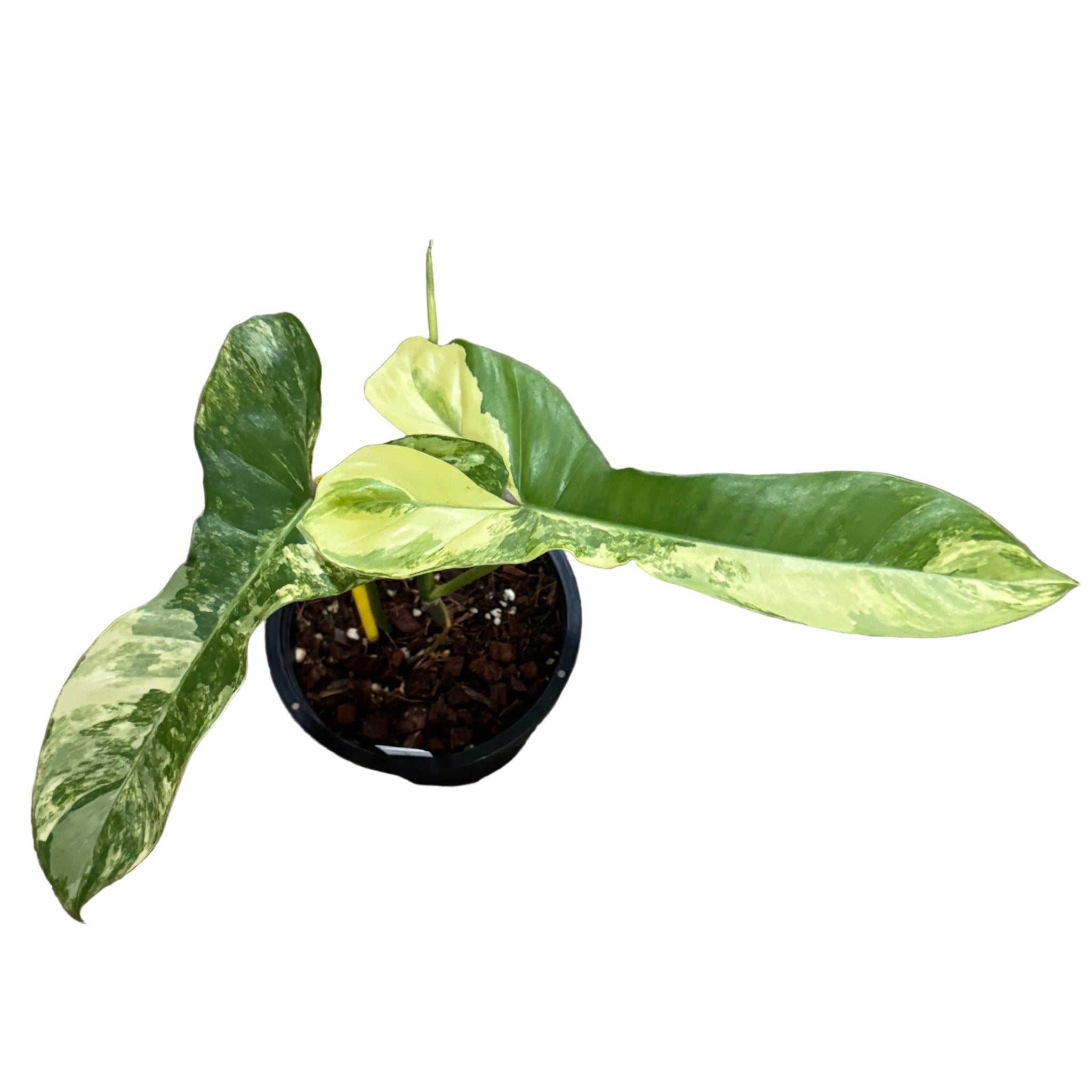 Philodendron Florida Beauty x Paraiso Verde Variegated - TEG  Thai Exotic  Greenery
