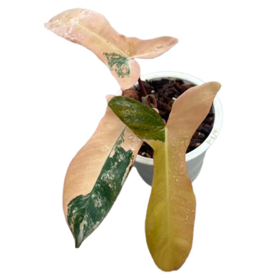 Philodendron Florida Beauty x (Paraiso Verde x Black Billietiae) orange hybrid variegated with orange, salmon, and green variegated leaves in a white pot