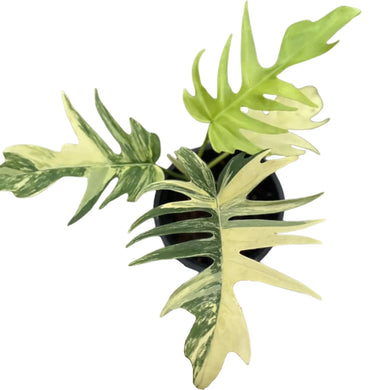 Variegated Philodendron (Florida Beauty x Tortum) with deeply lobed leaves and marbled cream-green patterns in a black nursery pot.