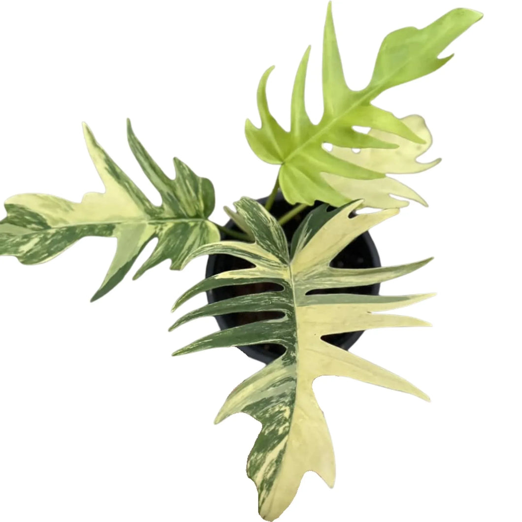 Variegated Philodendron (Florida Beauty x Tortum) with deeply lobed leaves and marbled cream-green patterns in a black nursery pot.