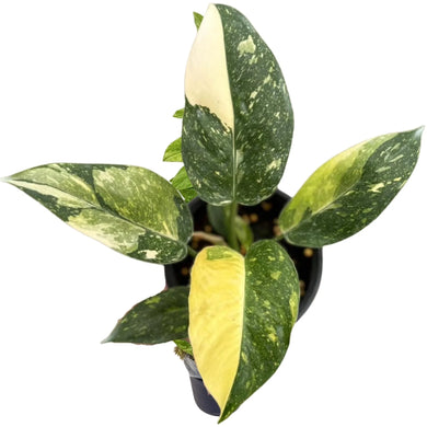 Philodendron Green Congo Nuclear Hybrid with yellow, white, and green variegated leaves.