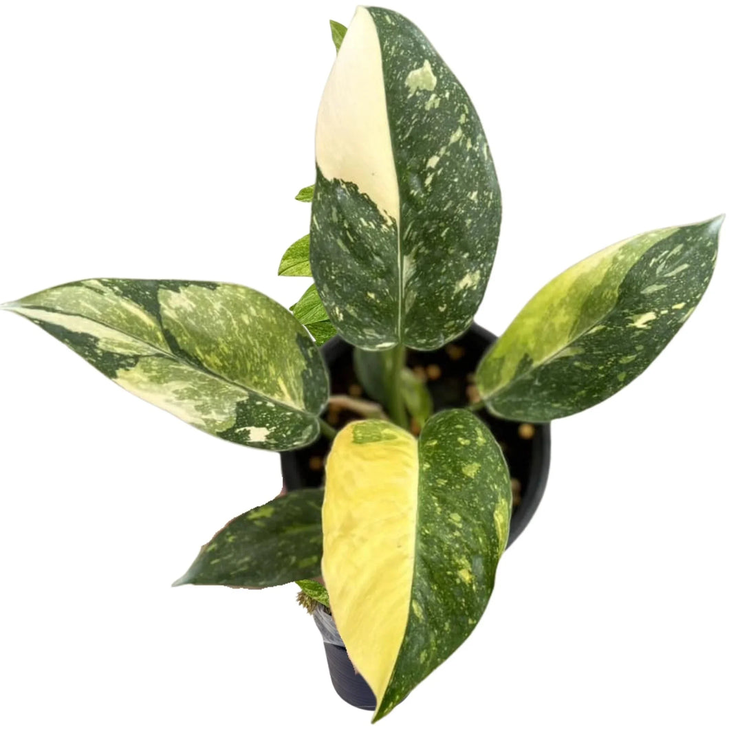 Philodendron Green Congo Nuclear Hybrid with yellow, white, and green variegated leaves.