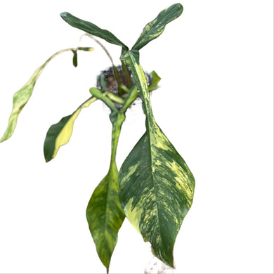 Philodendron Joepii Aurea Variegated with uniquely lobed, yellow-marbled leaves in a pot