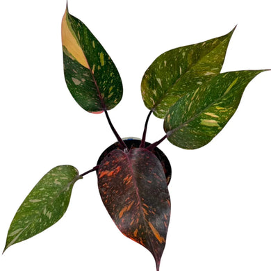 Philodendron Orange Princess with variegated orange and green leaves.