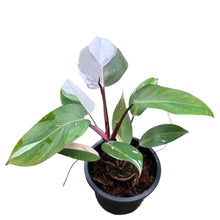 Load image into Gallery viewer, Philodendron Red Anderson with green, pink, and white variegated leaves and red stems in a black pot

