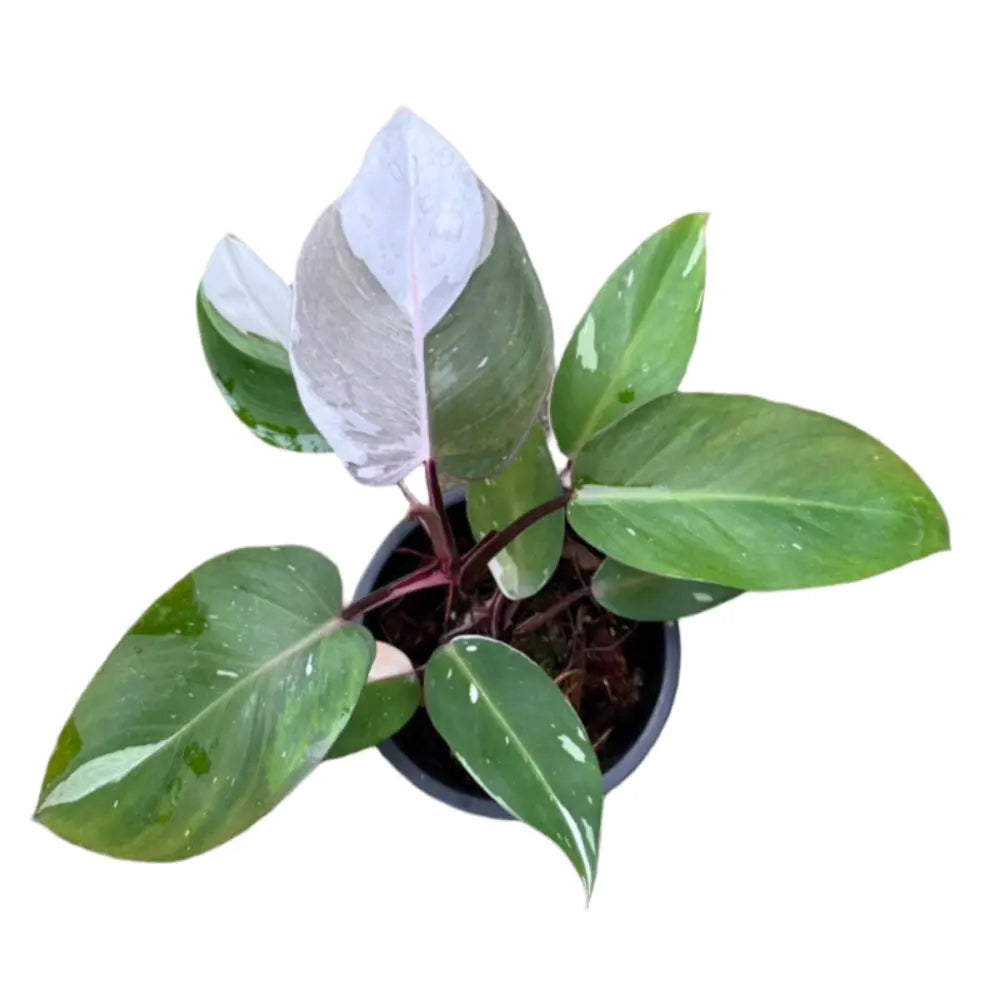 Philodendron Red Anderson with green, pink, and white variegated leaves and red stems in a black pot