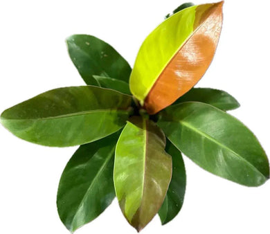 Philodendron Red Moon with red, yellow, and green variegated leaves.