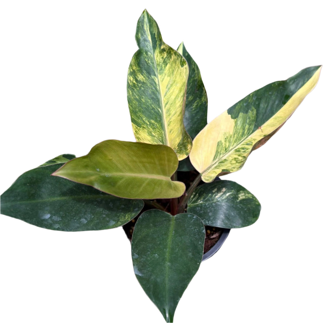 Philodendron Rojo Congo Variegated with multicolored glossy leaves
