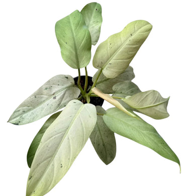 Philodendron Whipple Way with minty-white elongated leaves and green speckles in a black nursery pot.