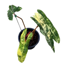 Load image into Gallery viewer, Philodendron billitiae variegated with elongated marbled leaves and orange stems in a black pot
