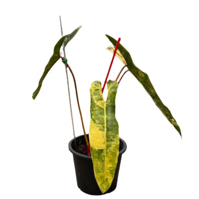 Philodendron billitiae variegated with elongated marbled leaves and orange stems in a black pot