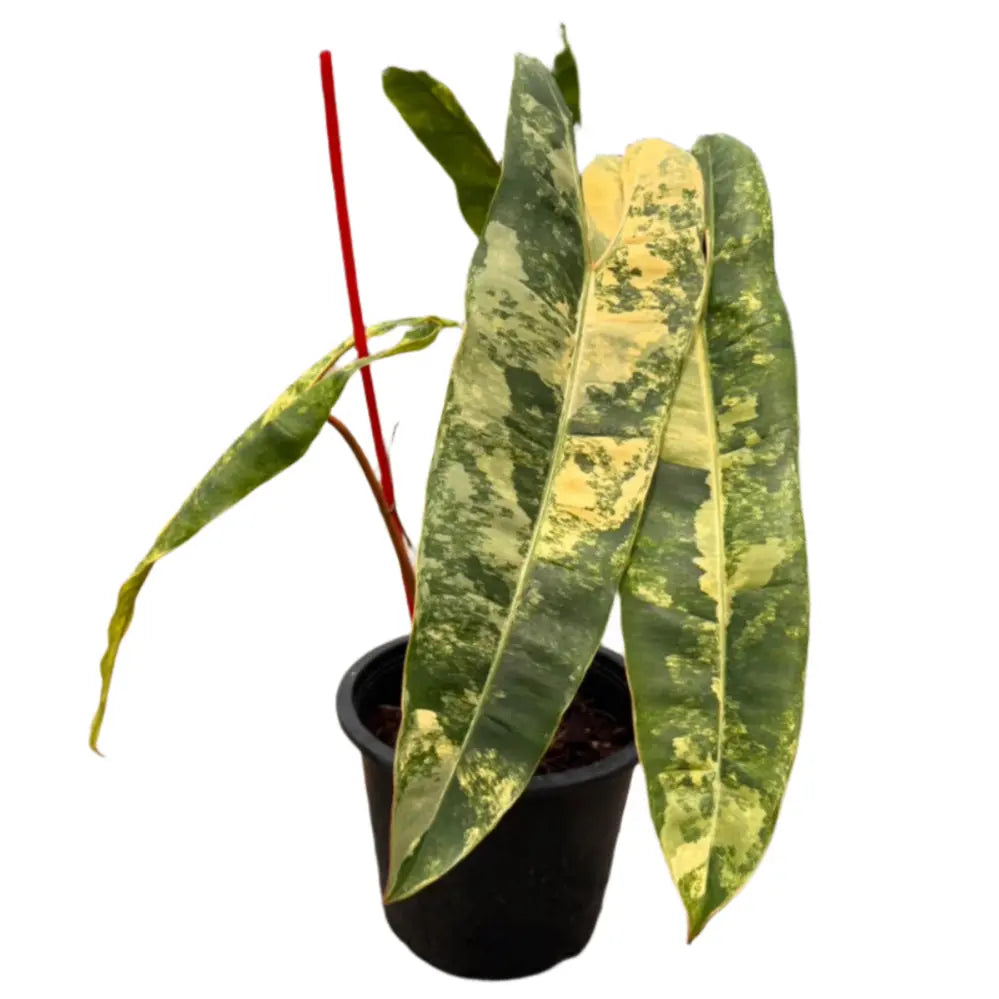 philodendron billietiae price philippines Philodendron billettiae High Variegation