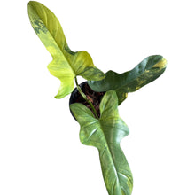 Load image into Gallery viewer, Philodendron bipennifolium variegated (violin var.) with yellow-green marbled violin-shaped leaves in a pot

