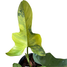 Load image into Gallery viewer, Philodendron bipennifolium variegated (violin var.) with yellow-green marbled violin-shaped leaves in a pot
