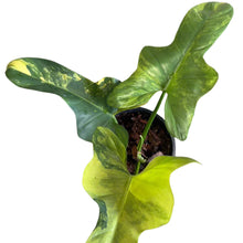 Load image into Gallery viewer, Philodendron bipennifolium variegated (violin var.) with yellow-green marbled violin-shaped leaves in a pot

