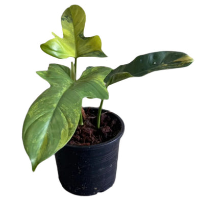 Philodendron bipennifolium variegated (violin var.) with yellow-green marbled violin-shaped leaves in a pot