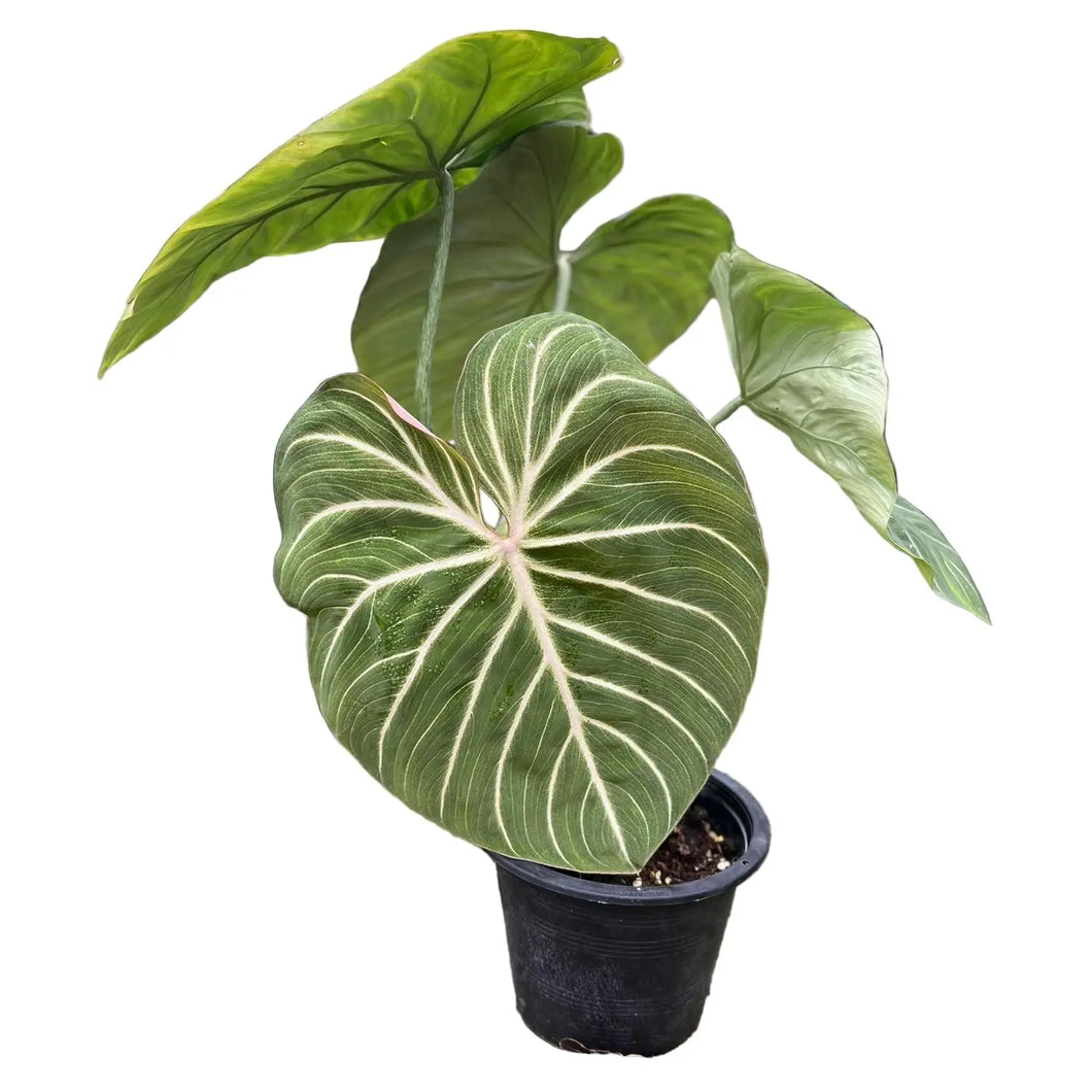 Philodendron gloriosum with white veins and pink-backed velvety leaves in a pot.