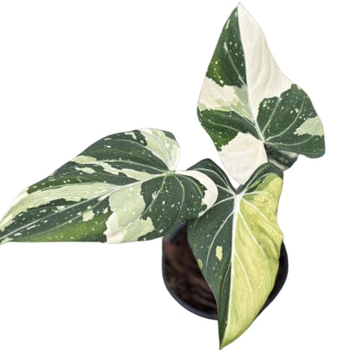 Philodendron gloriosum variegated with heart-shaped green leaves featuring striking white, cream, and yellow variegation and prominent white veins.