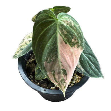 Philodendron melanochrysum orange variegated with velvety dark leaves and striking orange-pink marbled variegation.