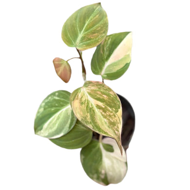 Variegated Philodendron Mican with heart-shaped leaves in green, cream, and pink hues