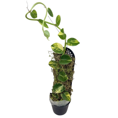 Raphidophora hayi variegated climbing on moss pole with green and yellow patterned leaves.