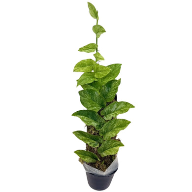 Rhaphidophora korthalsii variegated