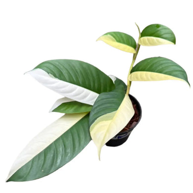 Rhaphidophora sp. albo variegated with elongated green leaves and creamy white variegation in a black pot