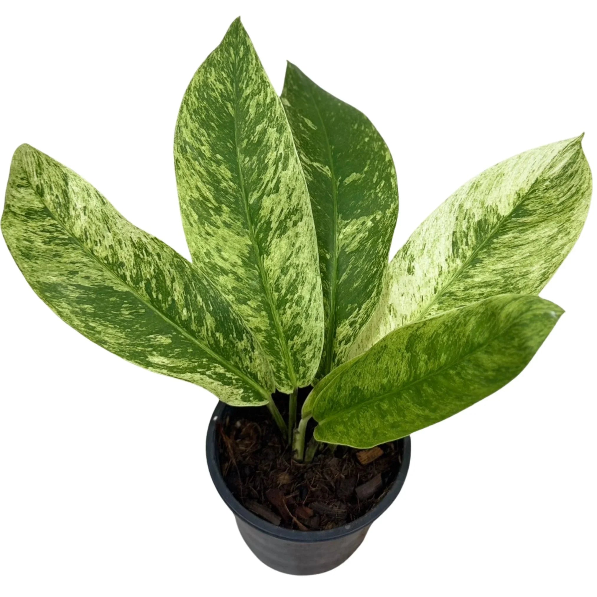Rhaphidophora – Thai Exotic Greenery