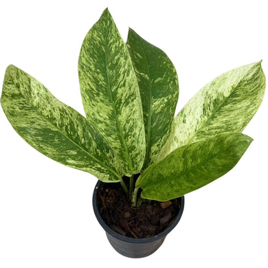 Rhaphidophora sp. mint with elongated green leaves featuring mint-colored variegation, potted in soil against a white background.