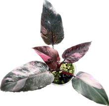 Load image into Gallery viewer, Philodendron pink princess galaxy

