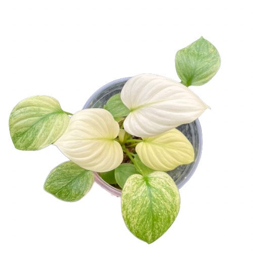 Homalomena rubescense mint variegated (small)