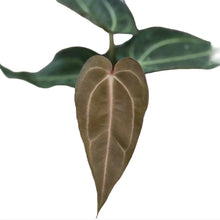 Load image into Gallery viewer, Anthurium Carlablackiae x Carlablackiae
