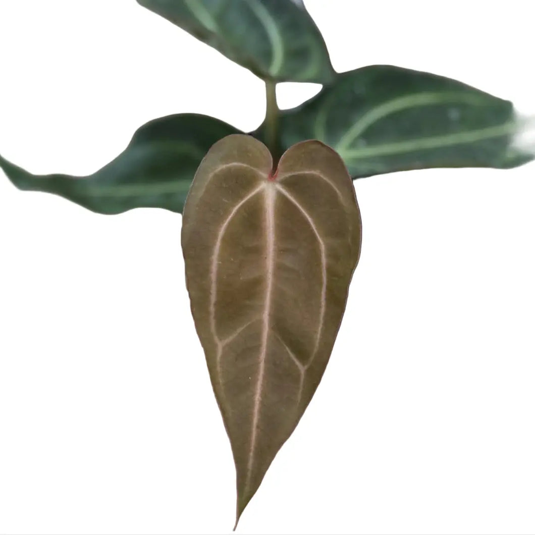 Anthurium Carlablackiae x Carlablackiae