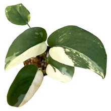 Load image into Gallery viewer, Scindapsus Jade Satin Albo with green and white variegated velvety leaves.
