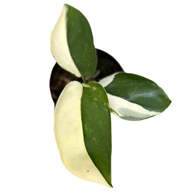 Scindapsus Jade Satin Albo with green and white variegated velvety leaves.