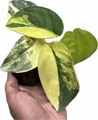 Scindapsus Jade Satin Aurea with golden-yellow and green variegated leaves.