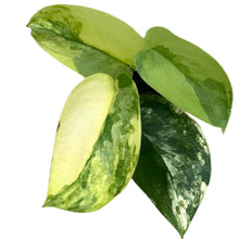 Load image into Gallery viewer, Scindapsus Jade Satin Aurea with golden-yellow and green variegated leaves.
