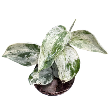 Scindapsus Jade Satin Marble with silvery-white marbled variegation on dark green, velvety leaves.