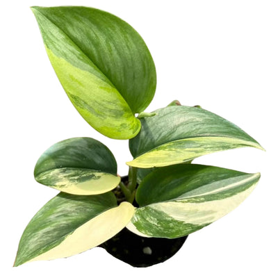 Variegated Scindapsus Treubii Moonlight plant with silvery-green and creamy-white marbled leaves in a small black pot.
