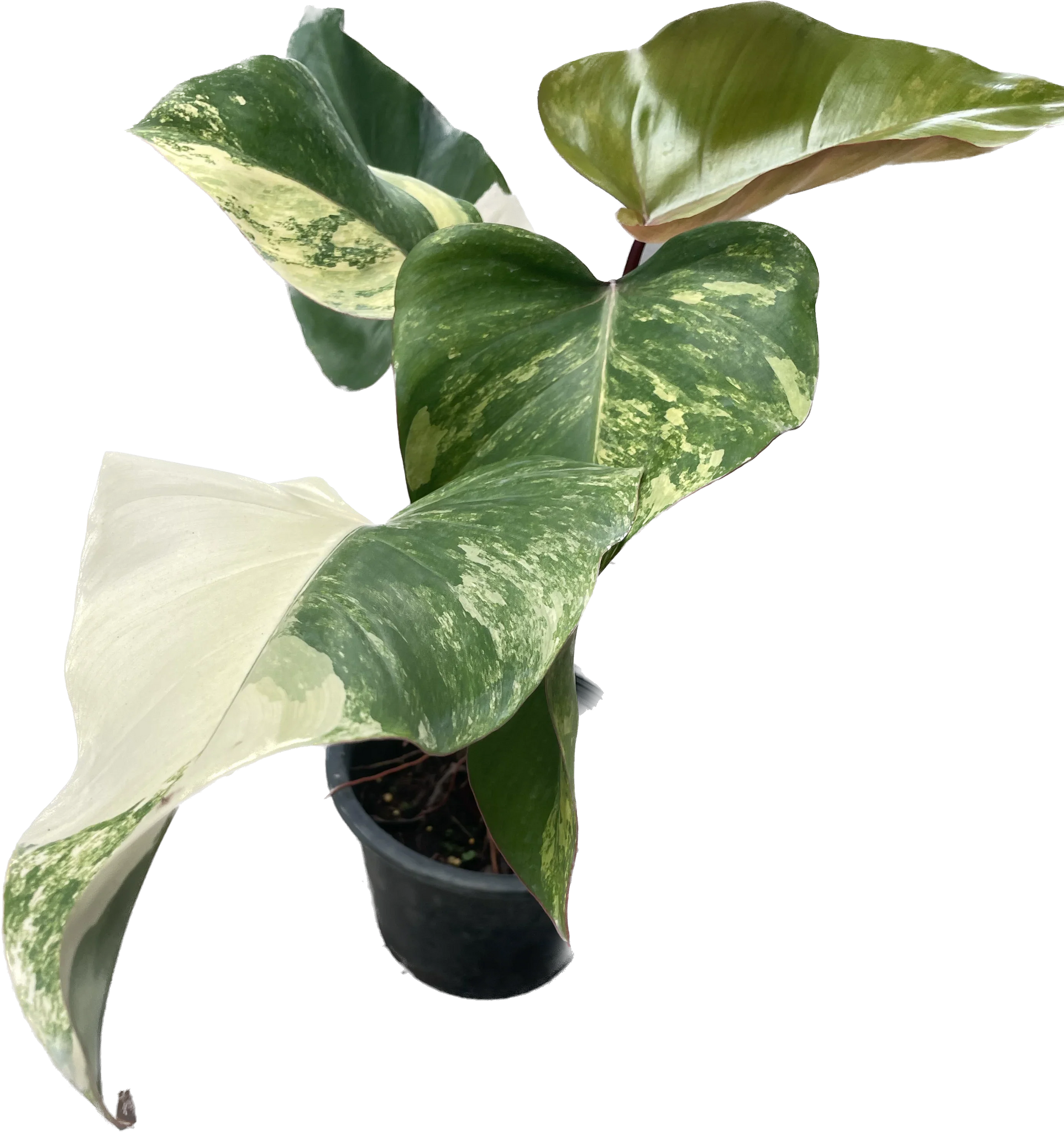 philodendron strawberry shake for sale Philodendron strawberry shake – Thai Exotic Greenery