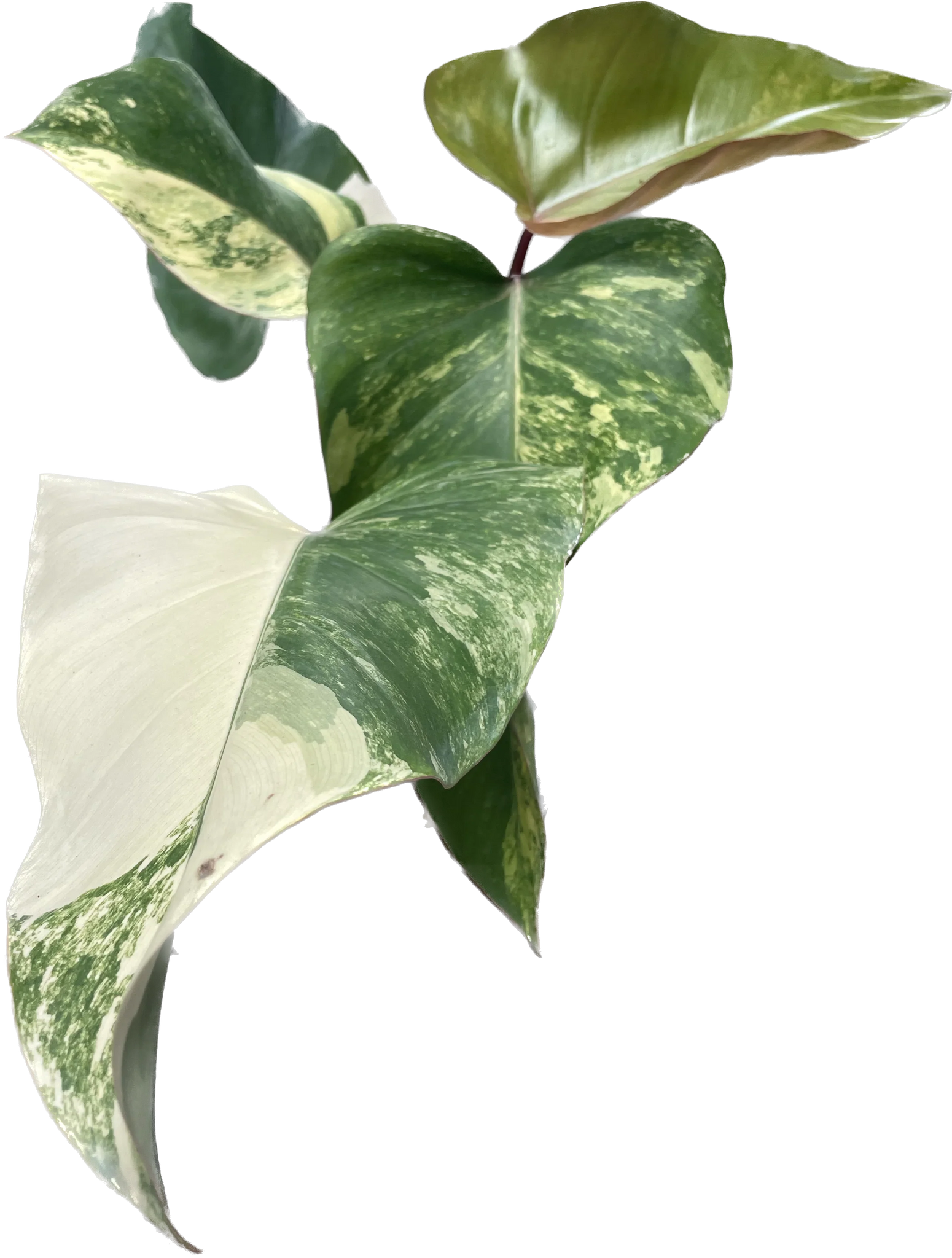 strawberry shake philodendron price Philodendron strawberry shake – Thai Exotic Greenery