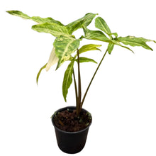 Load image into Gallery viewer, Syngonium Angustatum Variegated with elongated arrow-shaped green leaves featuring creamy white marbling, potted in a black pot
