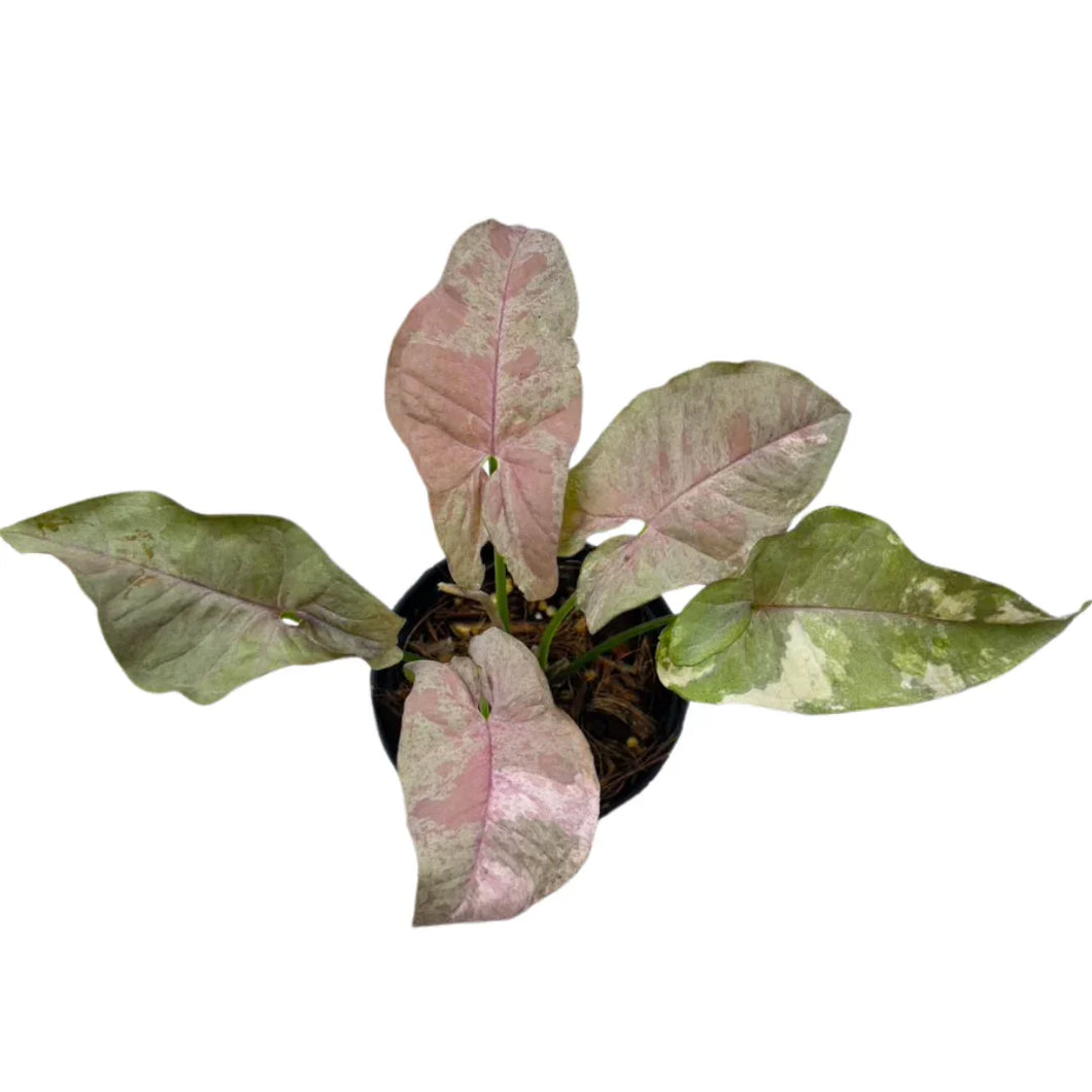 Syngonium Double Pink with variegated green, white, and pastel pink leaves in a small black nursery pot.