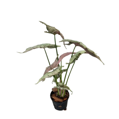 Syngonium Pink Rolli with silvery-green arrowhead leaves and pink undersides in a black nursery pot