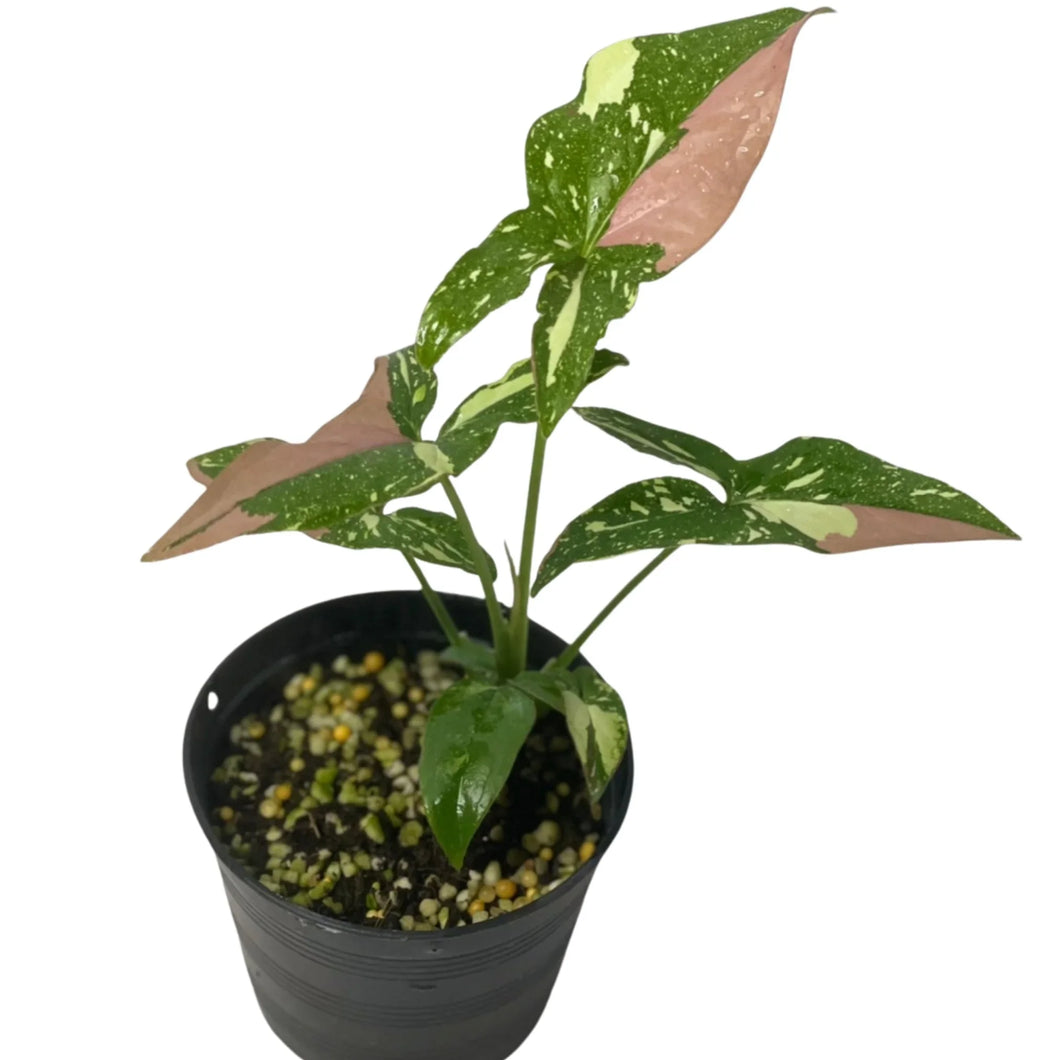 Syngonium Red Spot Tricolor plant with pink, cream, and green variegated leaves in a black nursery pot.