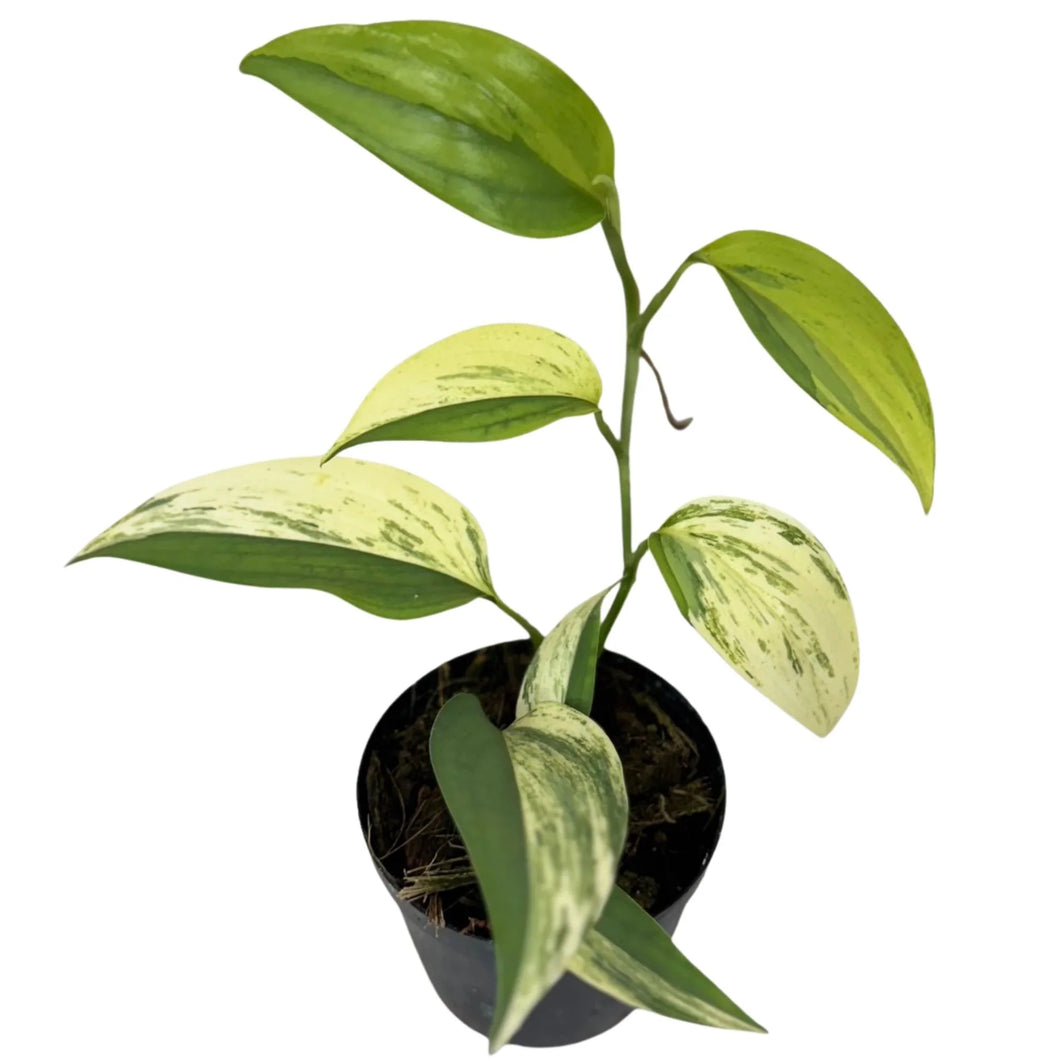 Scindapsus blue aurea variegated